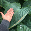 Саженцы и рассада Зибольдной Хосты Элеганс (Elegans Hosta sieboldiana) - KrasotaVsadu.ru