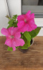 Petunia grandiflora Limbo GP Rose - Петуния крупноцветковая розовая Лимбо Джи Пи Роза - KrasotaVsadu.ru